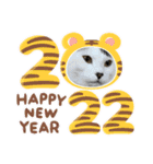 年中使える家猫スタンプ（個別スタンプ：20）