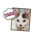 年中使える家猫スタンプ（個別スタンプ：24）