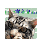 ぶりてぃーずのスタンプ（個別スタンプ：30）