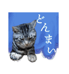 ぶりてぃーずのスタンプ（個別スタンプ：37）