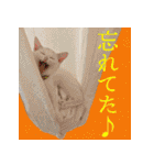 ぶりてぃーずのスタンプ（個別スタンプ：39）