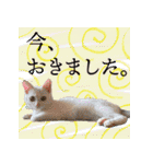 ぶりてぃーずのスタンプ（個別スタンプ：40）