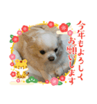8.かりん（個別スタンプ：15）