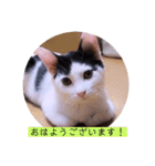 可愛いごましちゃんスタンプ（個別スタンプ：1）
