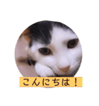 可愛いごましちゃんスタンプ（個別スタンプ：2）