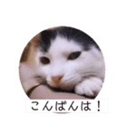 可愛いごましちゃんスタンプ（個別スタンプ：3）