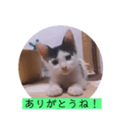 可愛いごましちゃんスタンプ（個別スタンプ：4）
