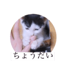 可愛いごましちゃんスタンプ（個別スタンプ：6）
