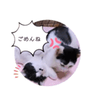 可愛いごましちゃんスタンプ（個別スタンプ：7）