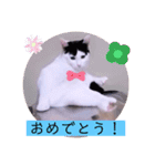 可愛いごましちゃんスタンプ（個別スタンプ：8）