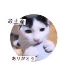 可愛いごましちゃんスタンプ（個別スタンプ：9）