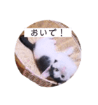 可愛いごましちゃんスタンプ（個別スタンプ：10）