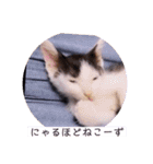可愛いごましちゃんスタンプ（個別スタンプ：11）
