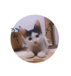 可愛いごましちゃんスタンプ（個別スタンプ：16）