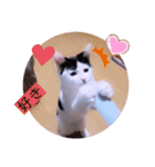 可愛いごましちゃんスタンプ（個別スタンプ：17）