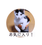 可愛いごましちゃんスタンプ（個別スタンプ：22）