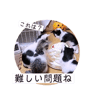 可愛いごましちゃんスタンプ（個別スタンプ：23）