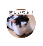 可愛いごましちゃんスタンプ（個別スタンプ：24）