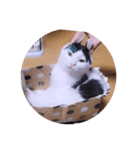 可愛いごましちゃんスタンプ（個別スタンプ：25）
