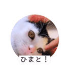 可愛いごましちゃんスタンプ（個別スタンプ：27）