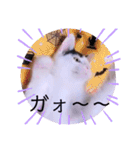 可愛いごましちゃんスタンプ（個別スタンプ：28）