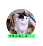 可愛いごましちゃんスタンプ（個別スタンプ：30）