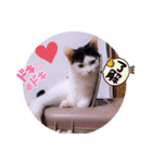 可愛いごましちゃんスタンプ（個別スタンプ：34）