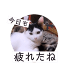 可愛いごましちゃんスタンプ（個別スタンプ：37）