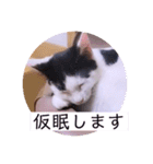 可愛いごましちゃんスタンプ（個別スタンプ：38）