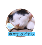 可愛いごましちゃんスタンプ（個別スタンプ：39）