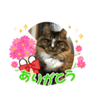 マイキーG3（個別スタンプ：4）