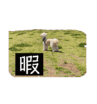 Robスタンプ【第2弾】（個別スタンプ：7）