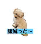 Robスタンプ【第2弾】（個別スタンプ：16）
