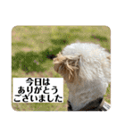 Robスタンプ【第2弾】（個別スタンプ：21）