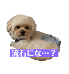 Robスタンプ【第2弾】（個別スタンプ：24）
