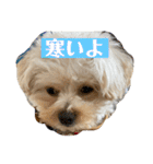 Robスタンプ【第2弾】（個別スタンプ：30）