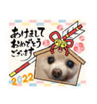 ポメポメみるく『おめでとう』（個別スタンプ：1）