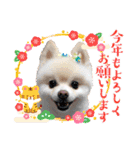 ポメポメみるく『おめでとう』（個別スタンプ：2）