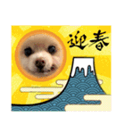 ポメポメみるく『おめでとう』（個別スタンプ：4）