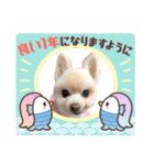 ポメポメみるく『おめでとう』（個別スタンプ：5）