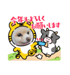 ポメポメみるく『おめでとう』（個別スタンプ：7）