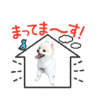 ポメポメみるく『おめでとう』（個別スタンプ：9）