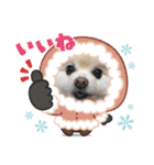 ポメポメみるく『おめでとう』（個別スタンプ：13）