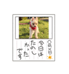 ポメポメみるく『おめでとう』（個別スタンプ：14）