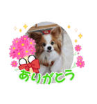 ぱぴぱぴパピヨン53（個別スタンプ：4）