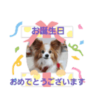 ぱぴぱぴパピヨン53（個別スタンプ：10）