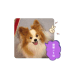 ぱぴぱぴパピヨン53（個別スタンプ：13）