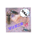 多頭飼いK-fam（個別スタンプ：5）