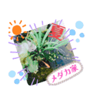 多頭飼いK-fam（個別スタンプ：7）