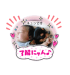 多頭飼いK-fam（個別スタンプ：8）